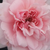 Rose - Rosier nostalgique - Blush™ Winterjewel®